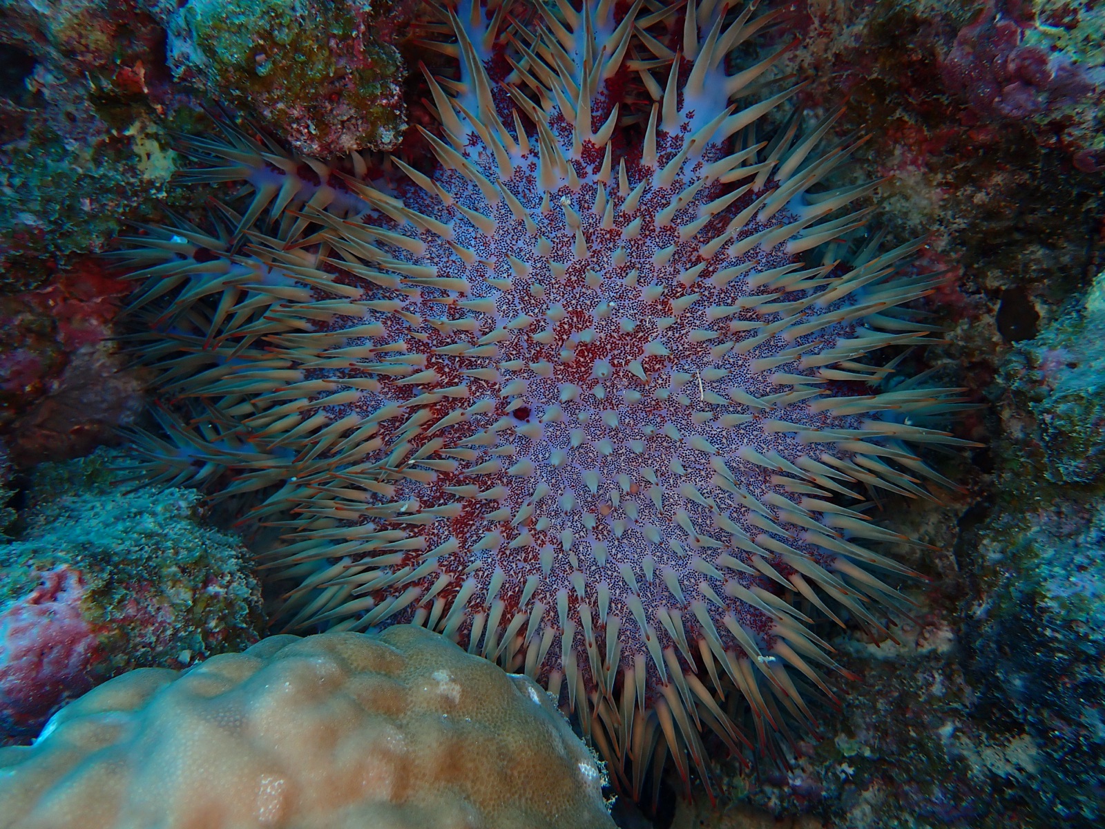 Photo of Crown-of-thorns starfish (Acanthaster planci)