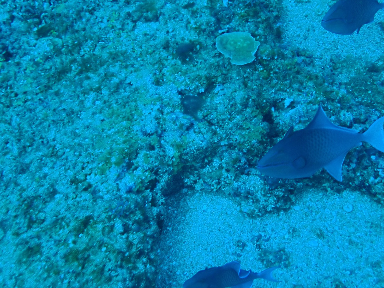 Photo de Baliste cochon noir (Odonus niger)