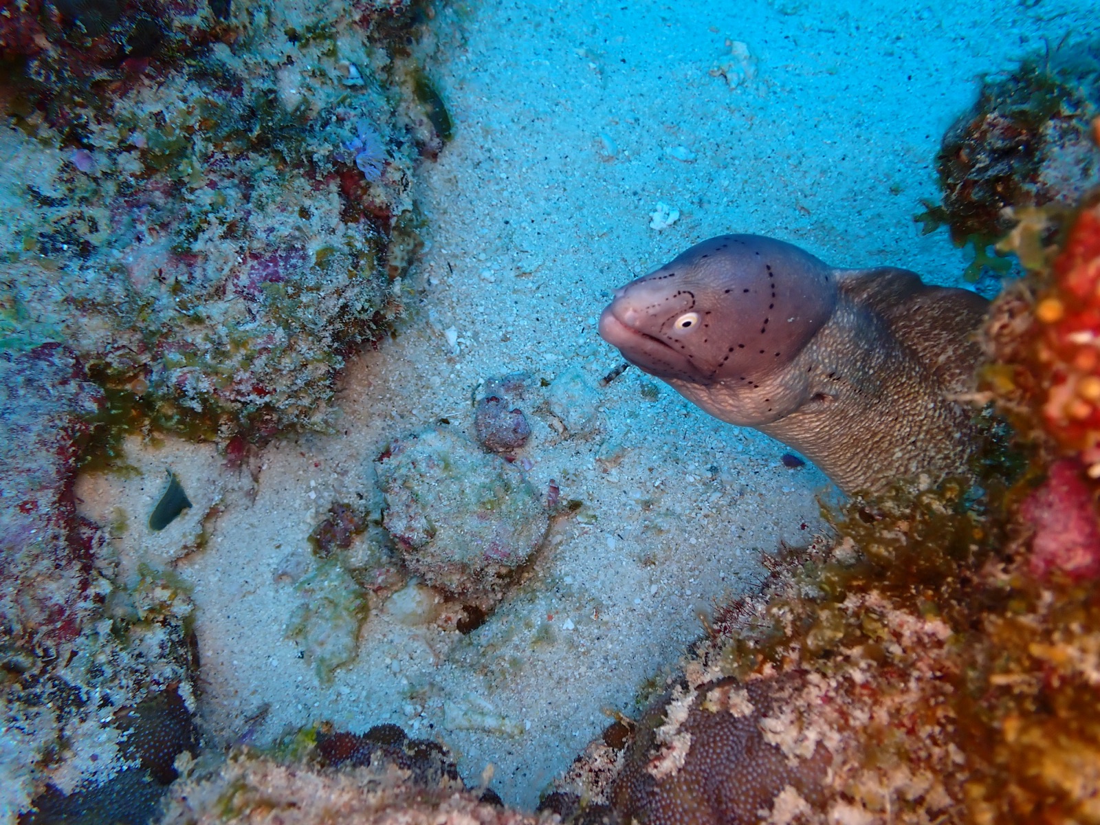 Photo of Brown moray (Gymnothorax unicolor)