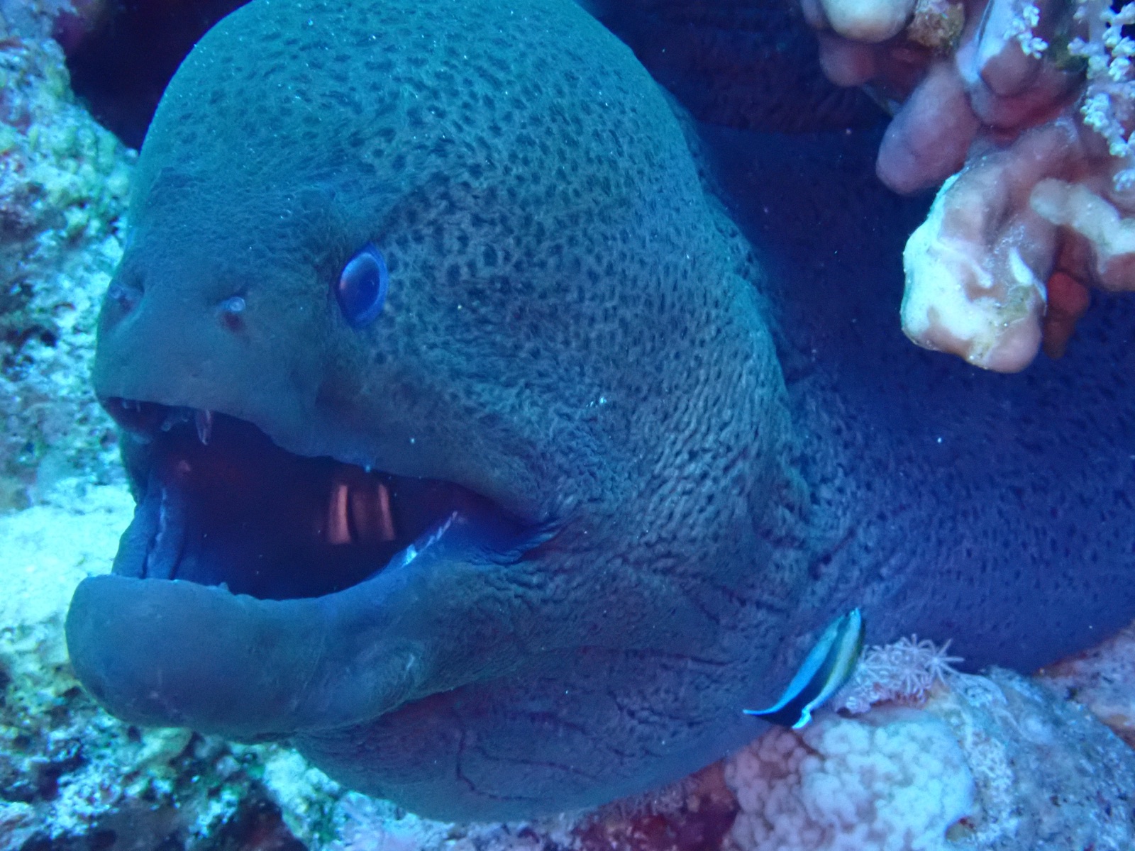 Photo of Giant moray (Gymnothorax javanicus)