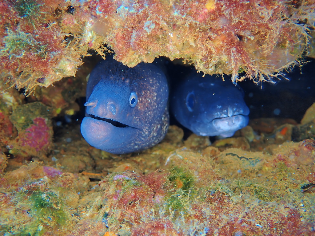 Photo of Mediterranean moray (Muraena helena)