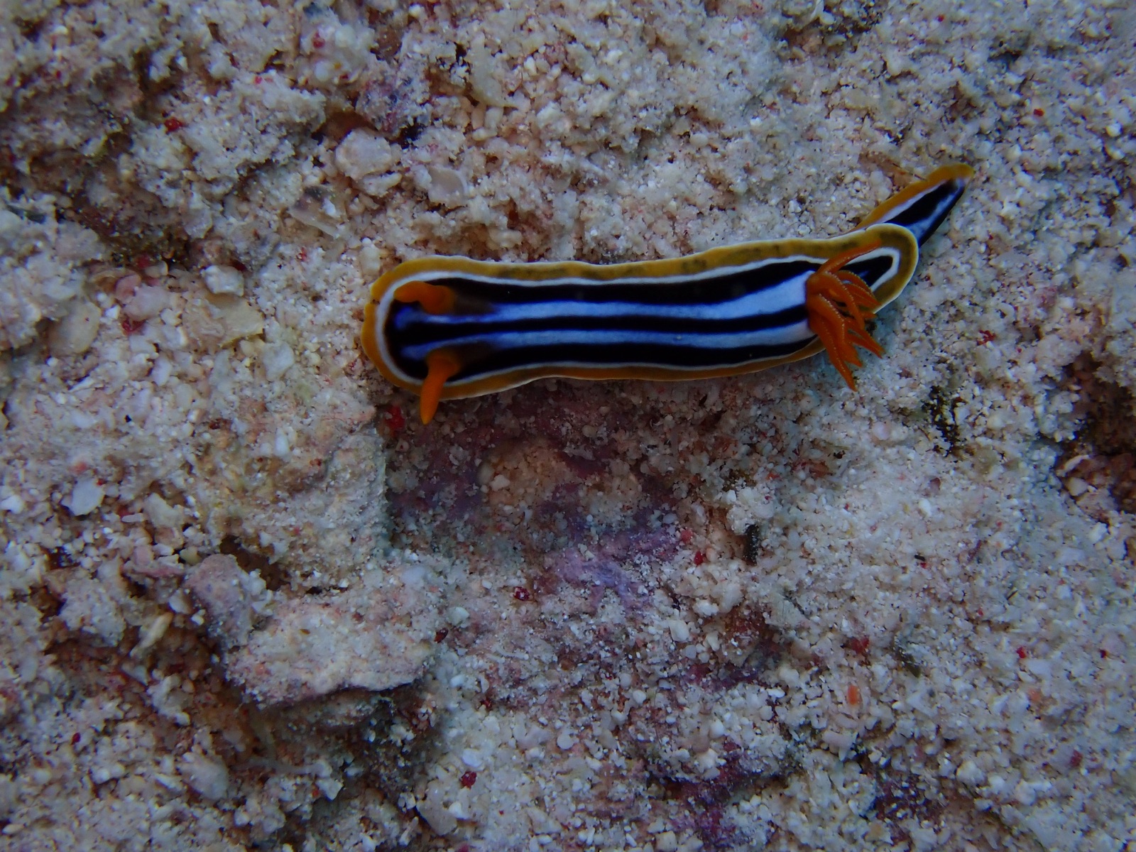 Photo of Anne's chromodoris (Chromodoris annae)