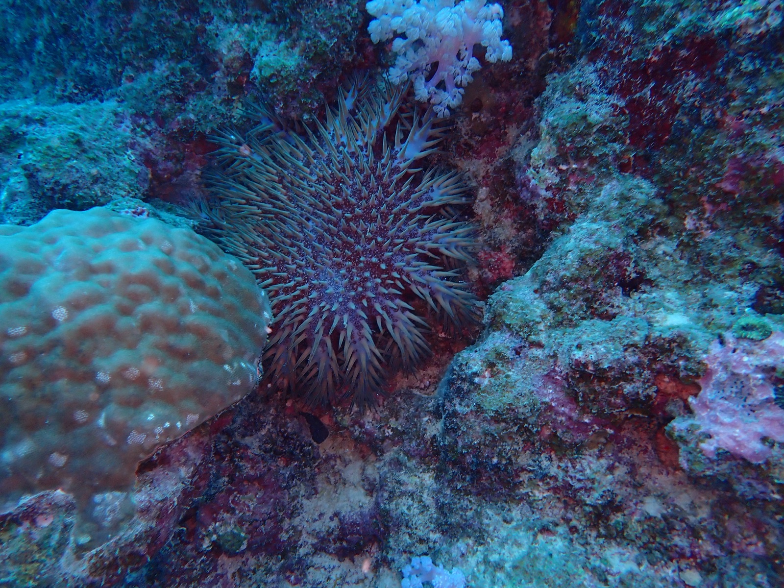 Photo of Crown-of-thorns starfish (Acanthaster planci)
