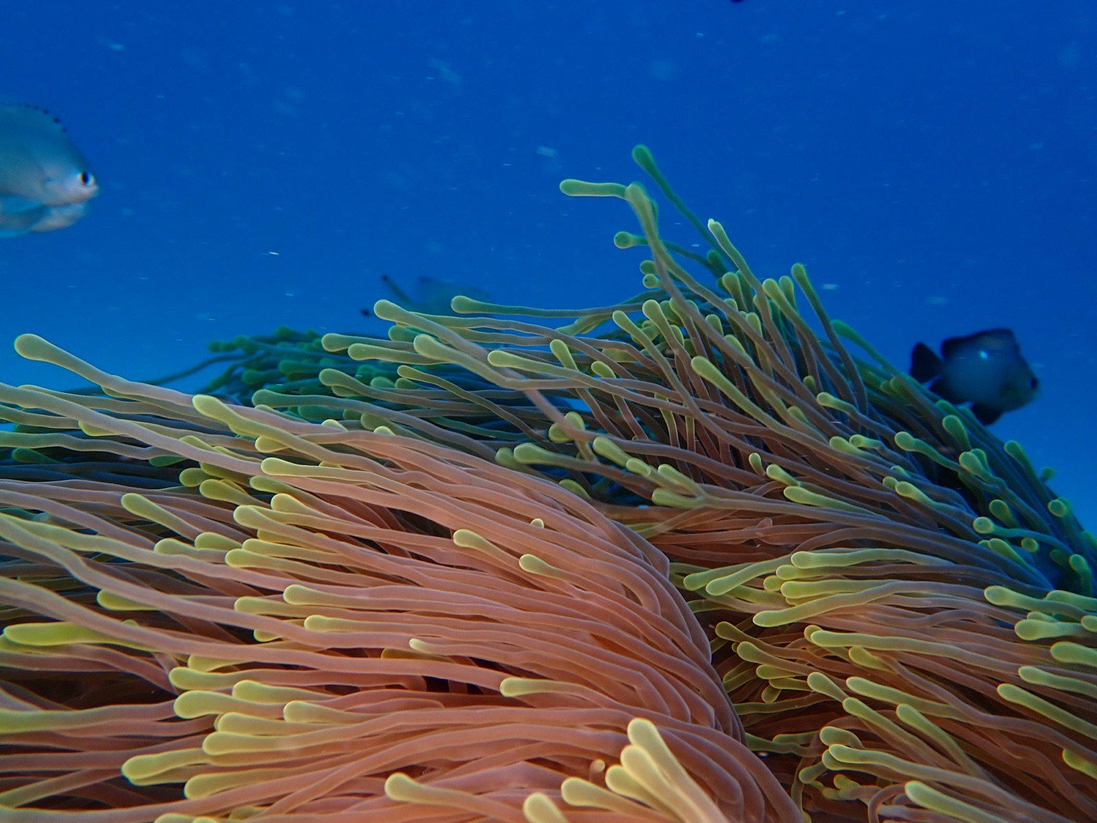 Photo of Magnificent anemone (Heteractis magnifica)