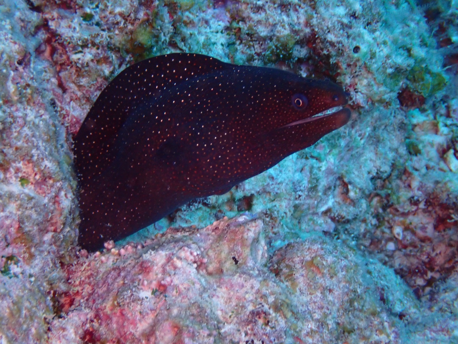 Photo of Black moray (Muraena augusti)