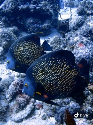 Photo of French angelfish (Pomacanthus paru)