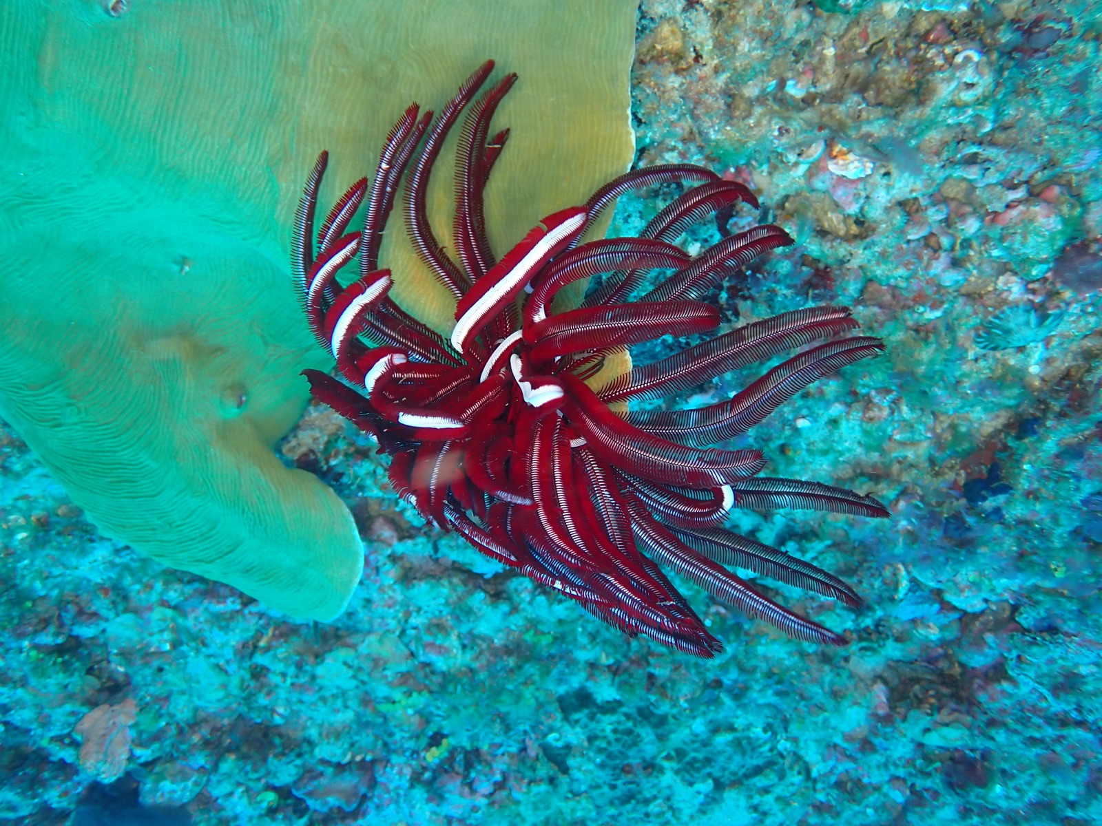 Photo of Red feather star (Himerometra robustipinna)