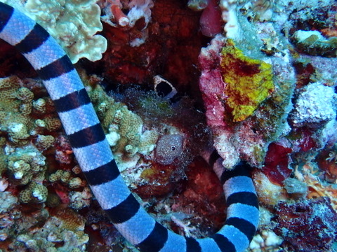 Photo of Banded sea krait (Laticauda colubrina)