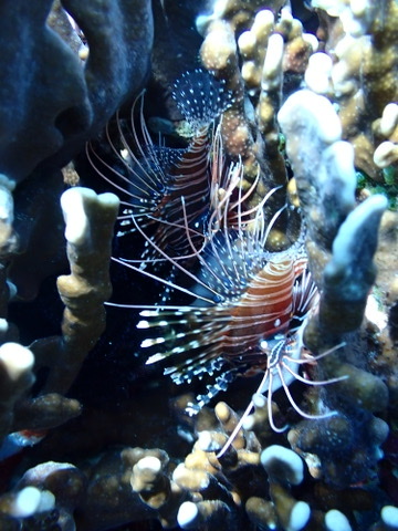 Photo of Clearfin lionfish (Pterois radiata)