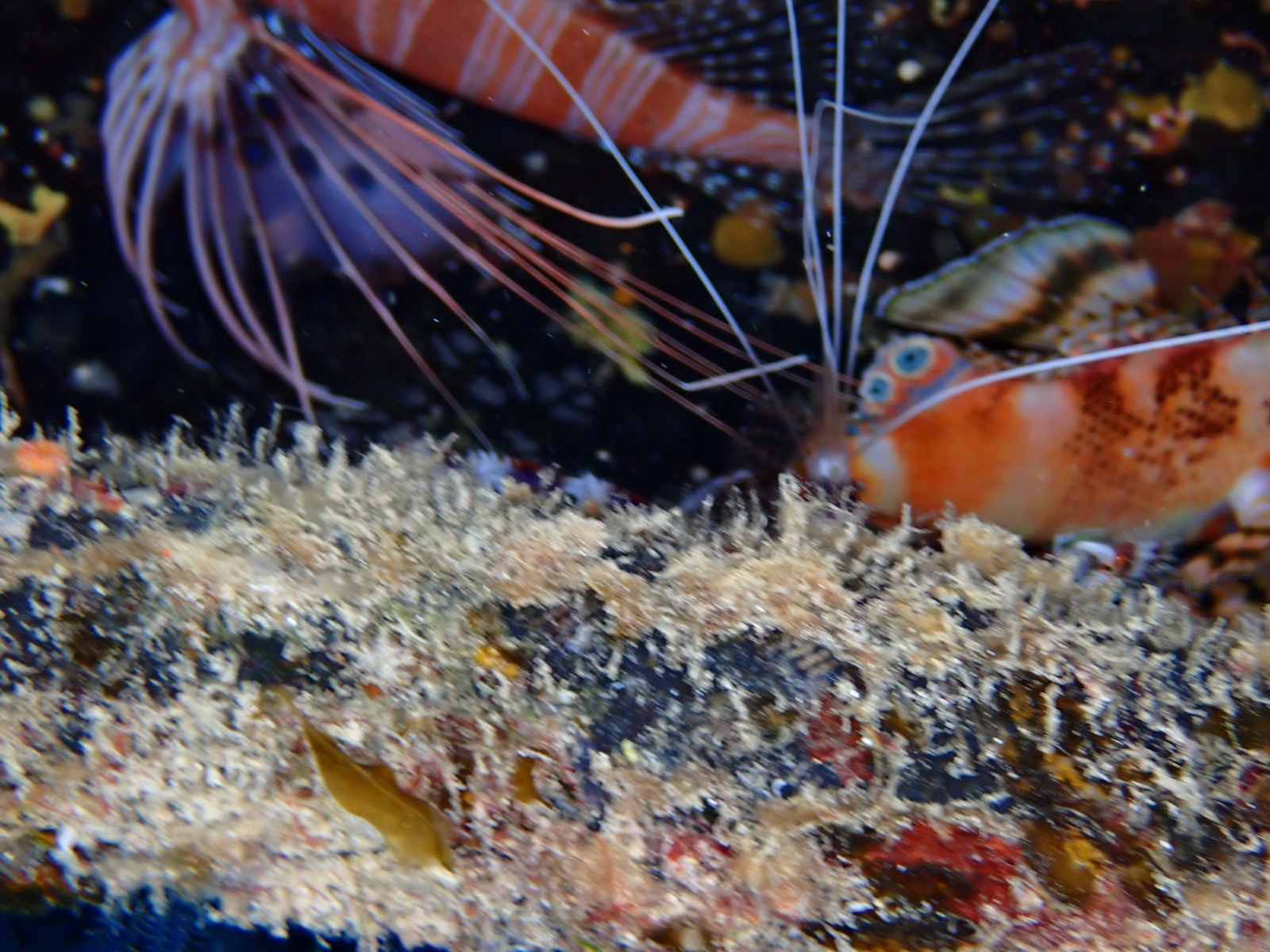 Photo of Mediterranean shrimp (Lysmata seticaudata)