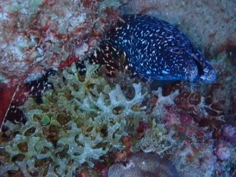 Photo of Black moray (Muraena augusti)