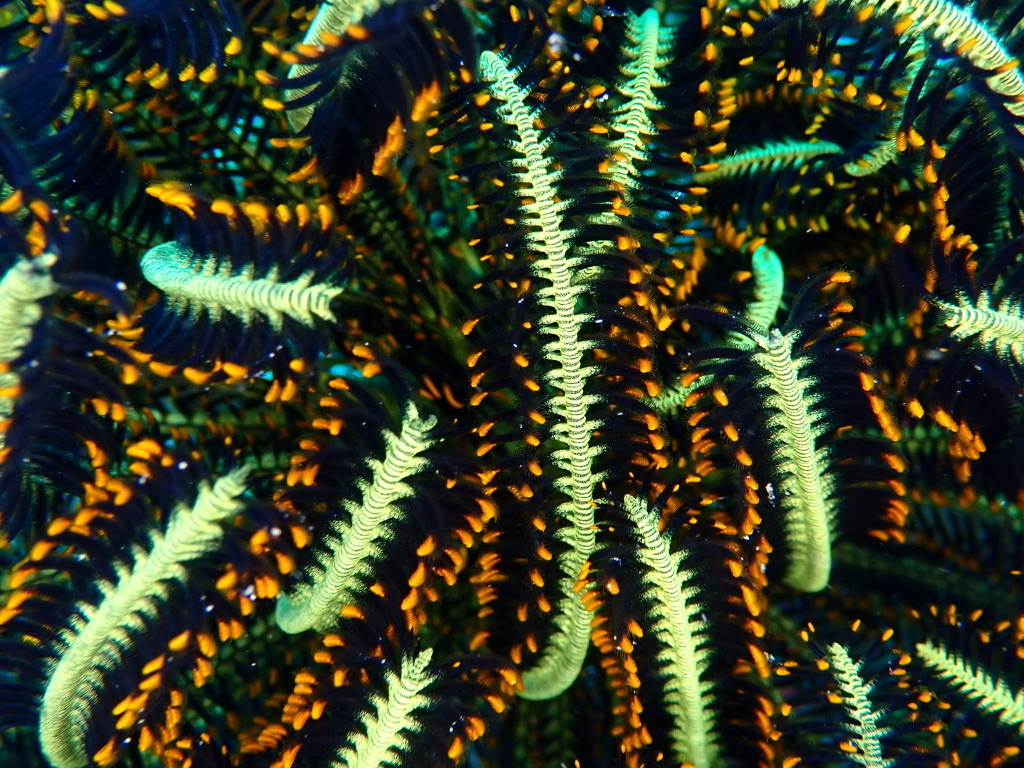Photo of Bennett's feather star (Oxycomanthus bennetti)