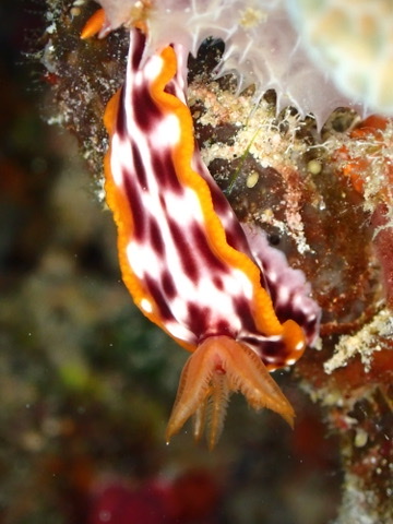 Photo of Magnificent chromodoris (Chromodoris magnifica)