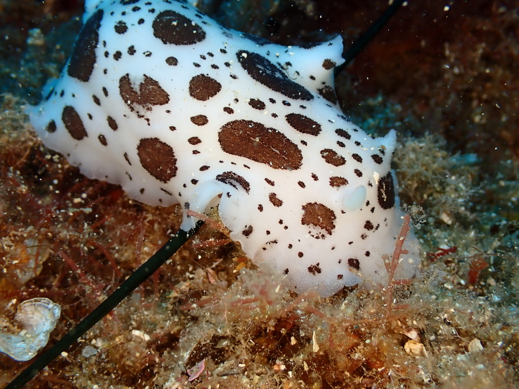 Foto de Vaca marina (Peltodoris atromaculata)