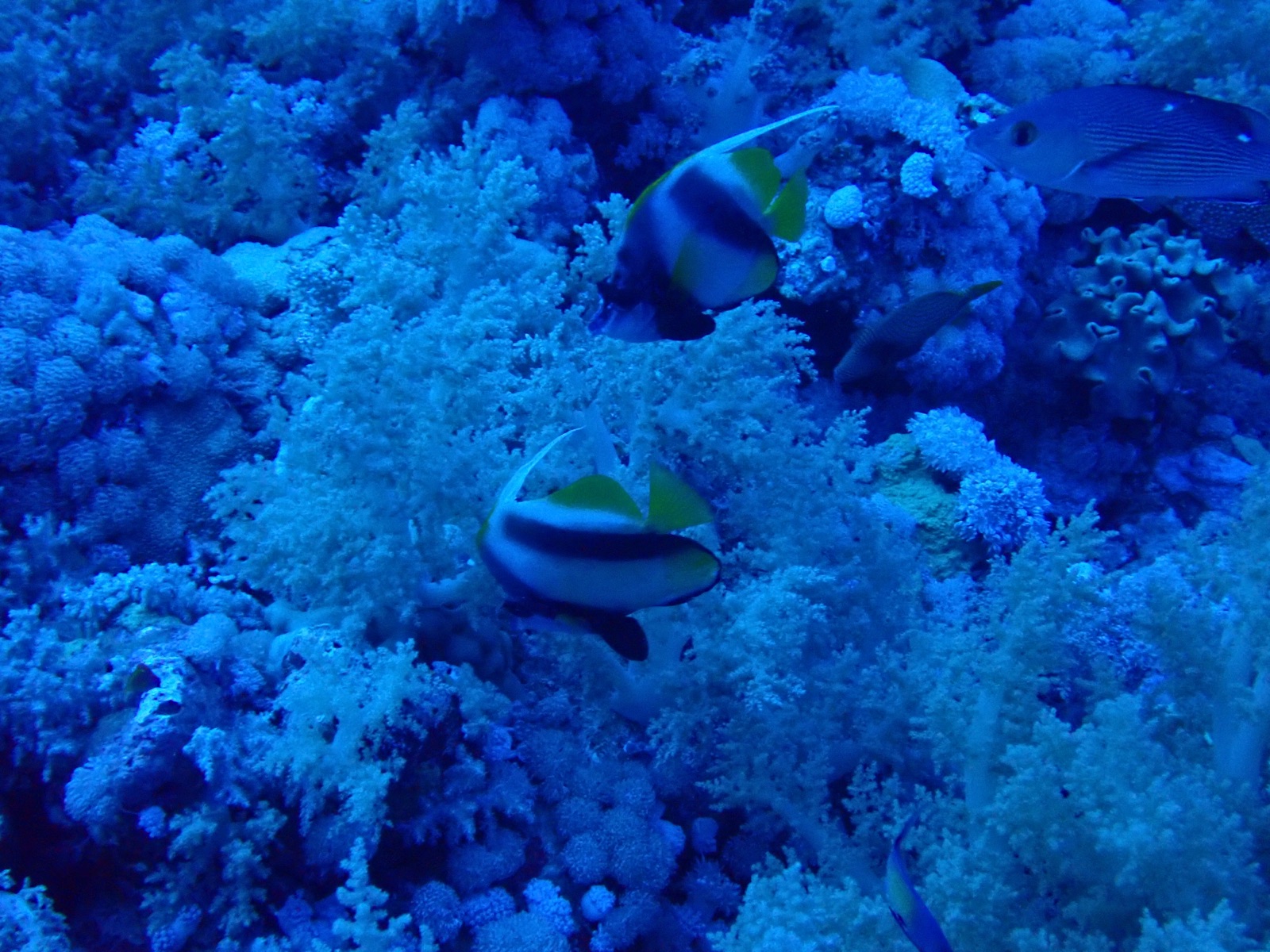 Photo de Idole mer Rouge (Heniochus intermedius)