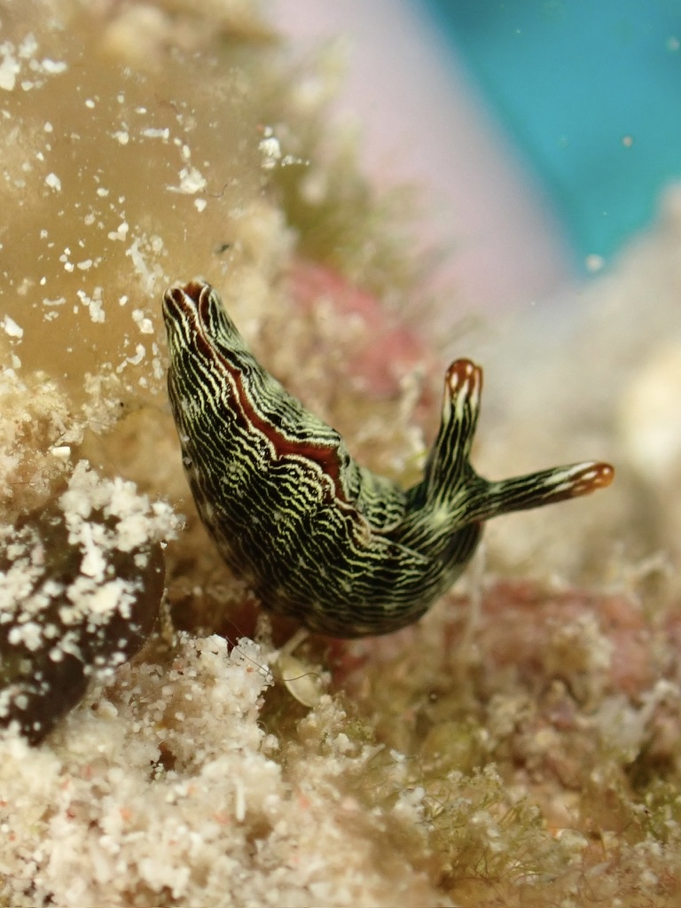 Photo of Graceful thuridilla (Thuridilla gracilis)