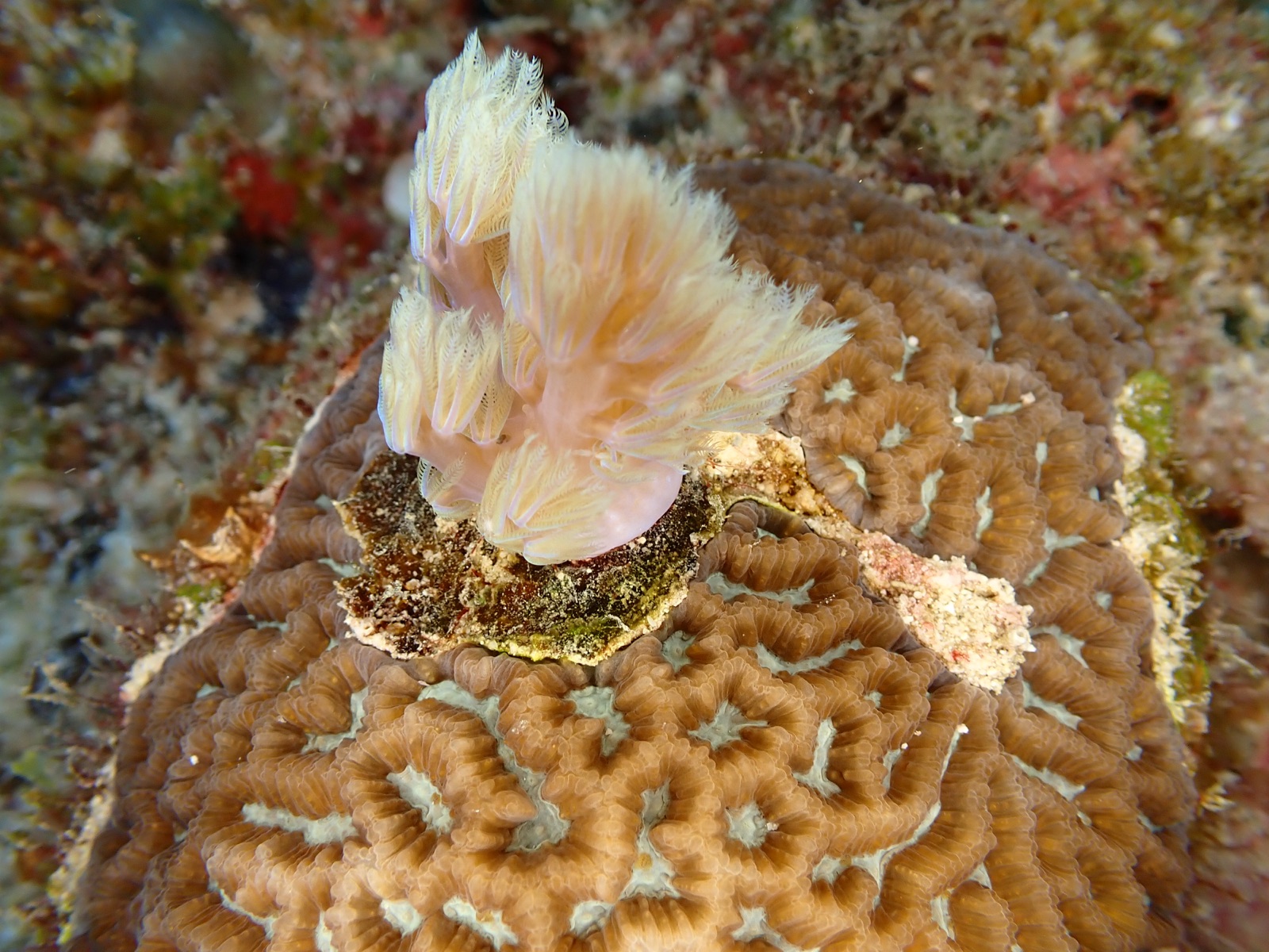 Photo of Mediterranean fanworm (Sabella spallanzanii)