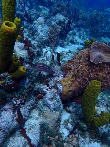 Photo of Slippery dick (Halichoeres bivittatus)