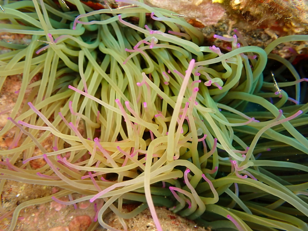 Photo of Snakelocks anemone (Anemonia viridis)