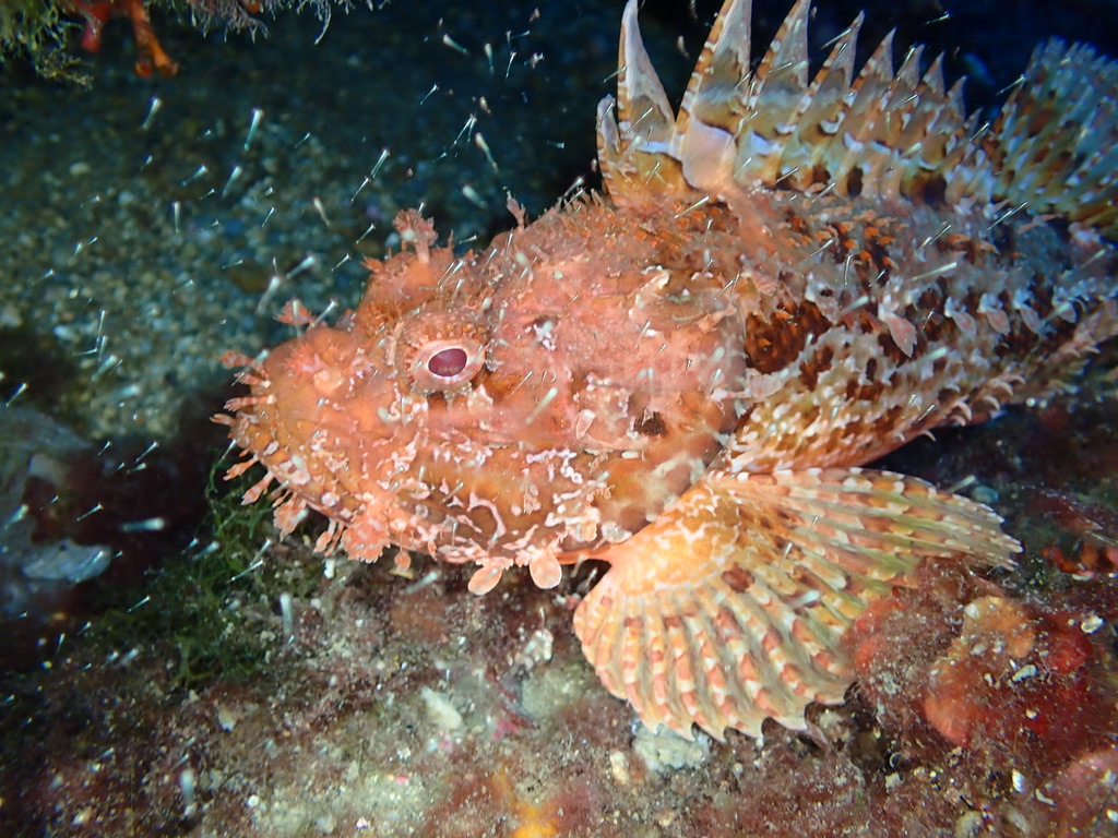 Photo of Red scorpionfish (Scorpaena scrofa)