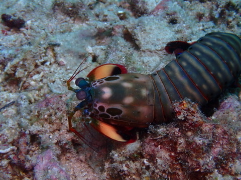 Photo of Peacock mantis shrimp (Odontodactylus scyllarus)