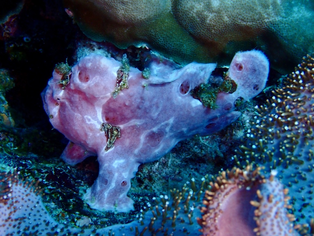Photo of Painted frogfish (Antennarius pictus)