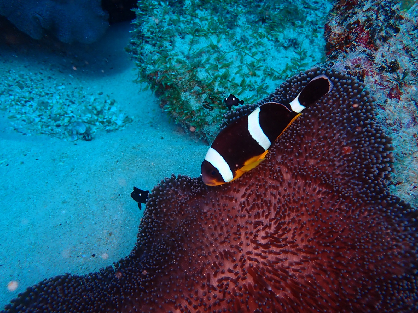 Photo of Saddleback Clownfish (Amphiprion polymnus)