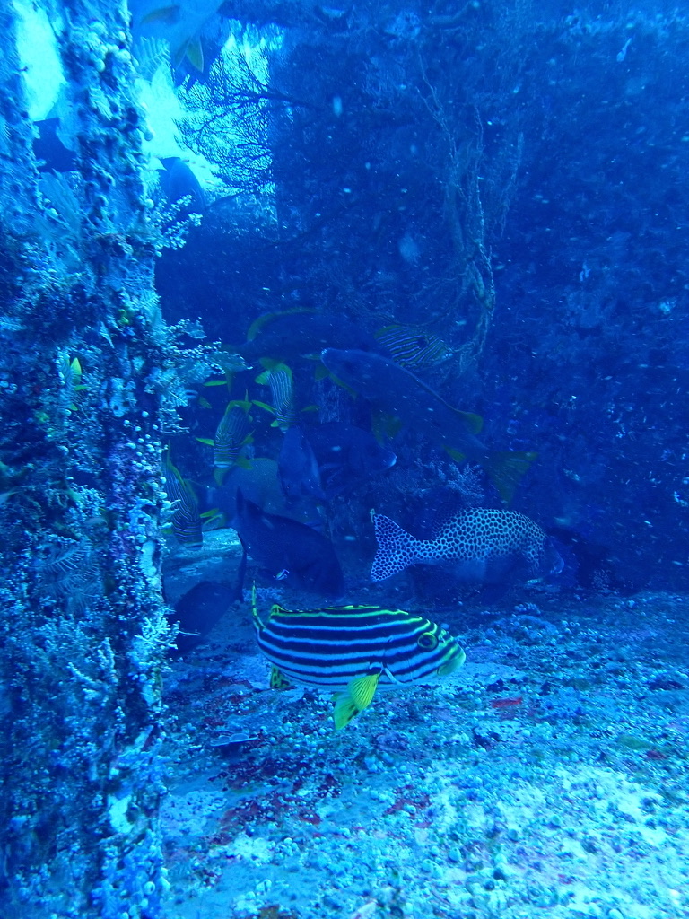 Foto de Boquinegro oriental (Plectorhinchus vittatus)
