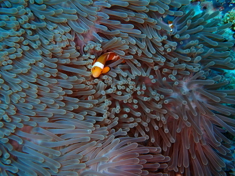 Photo of False clownfish (Amphiprion ocellaris)