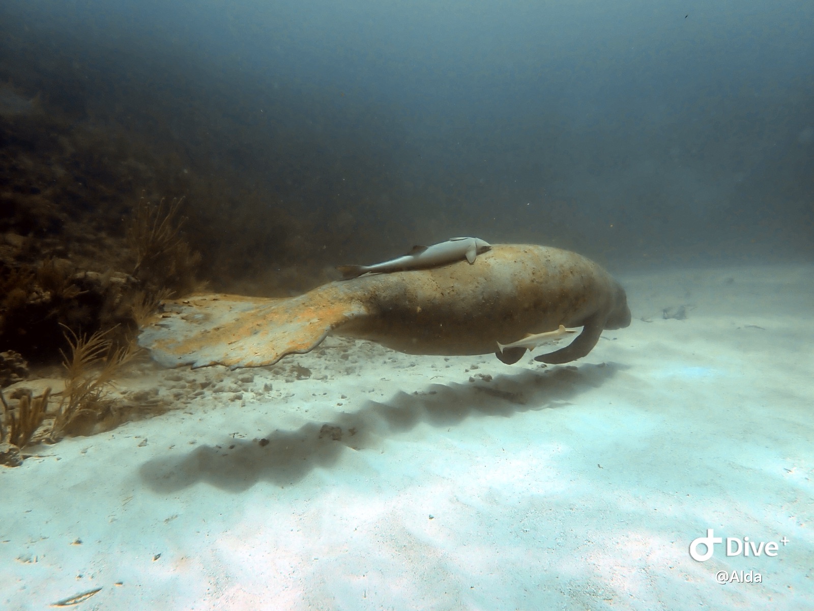 Photo of Dugong (Dugong dugon)