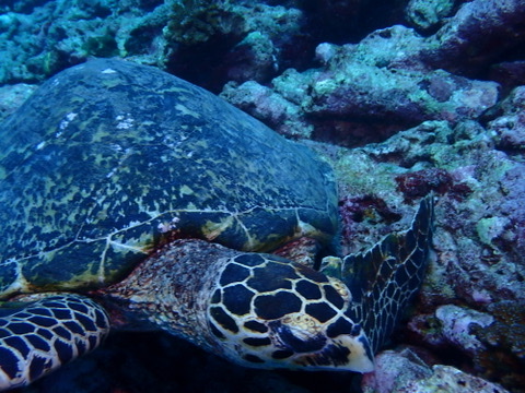 Photo of Hawksbill turtle (Eretmochelys imbricata)