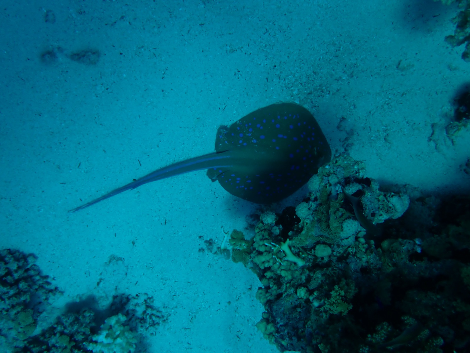 Photo of Bluespotted ribbontail ray (Taeniura lymma)