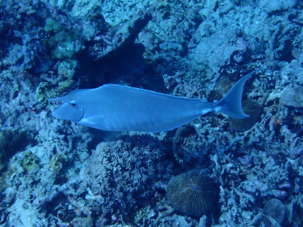 Photo of Yellow-finned Surgeonfish (Acanthurus xanthopterus)