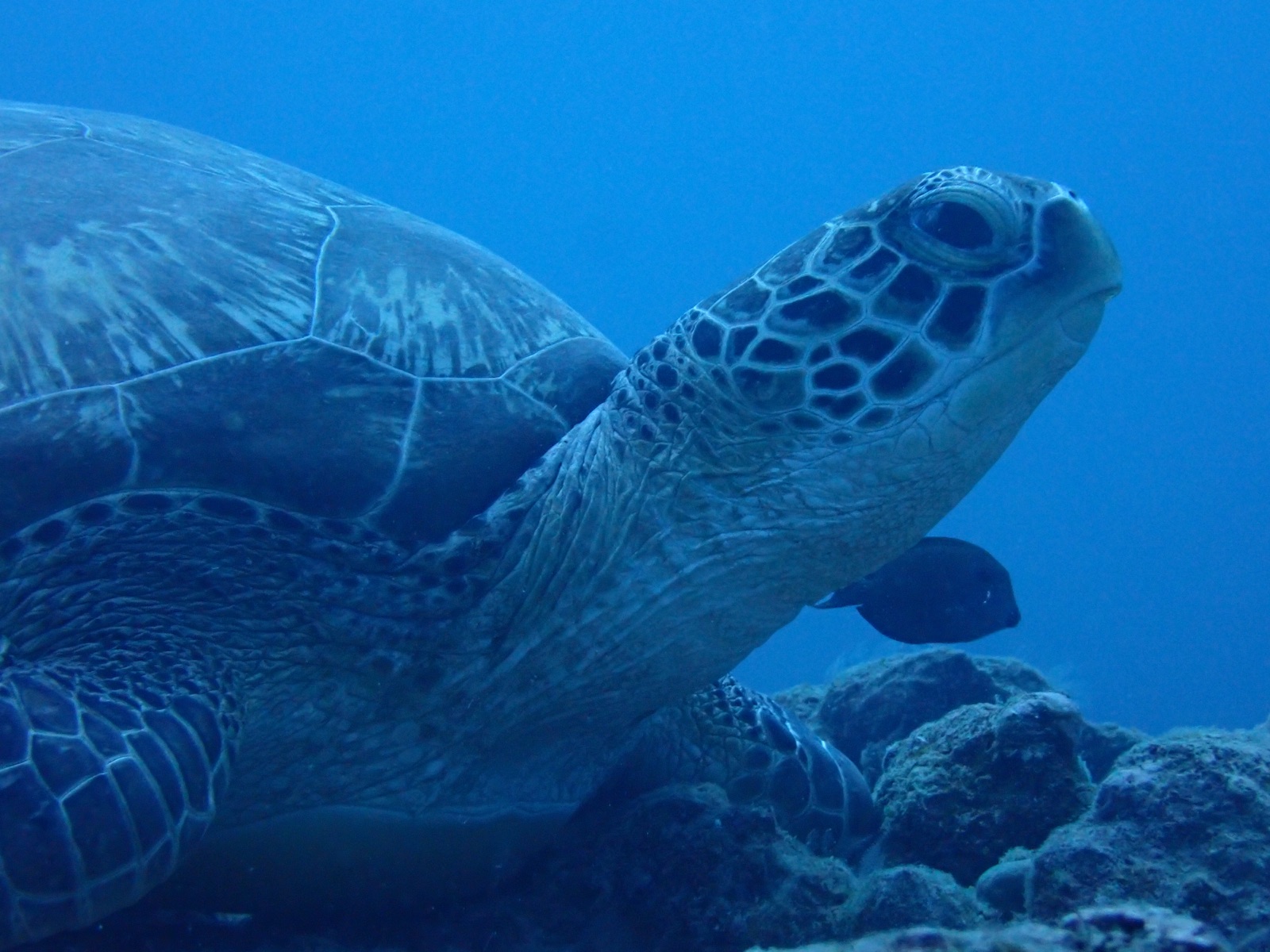 Photo of Green sea turtle (Chelonia mydas)
