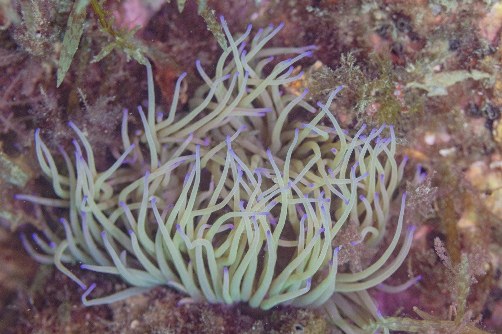 Photo of Snakelocks anemone (Anemonia viridis)