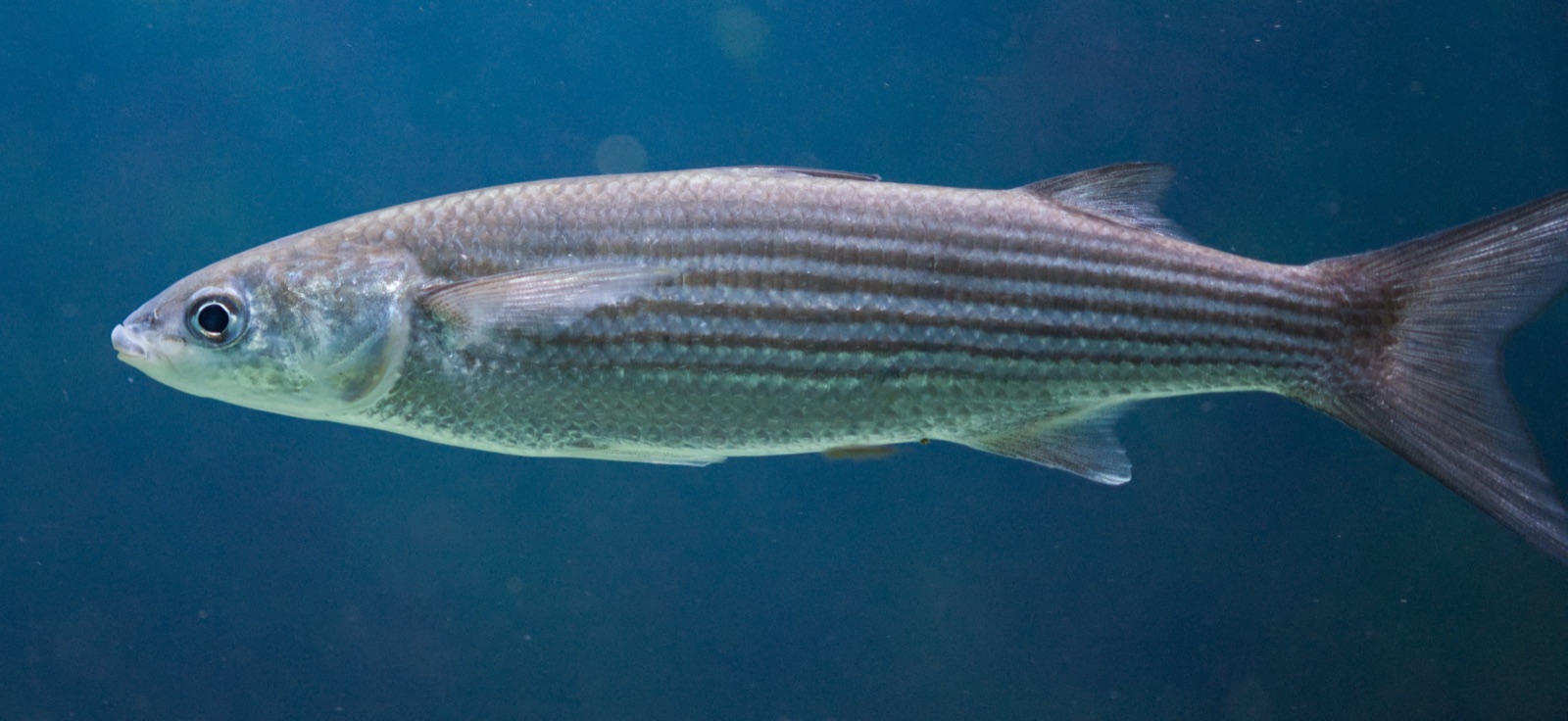Photo of Thicklip grey mullet (Chelon labrosus)