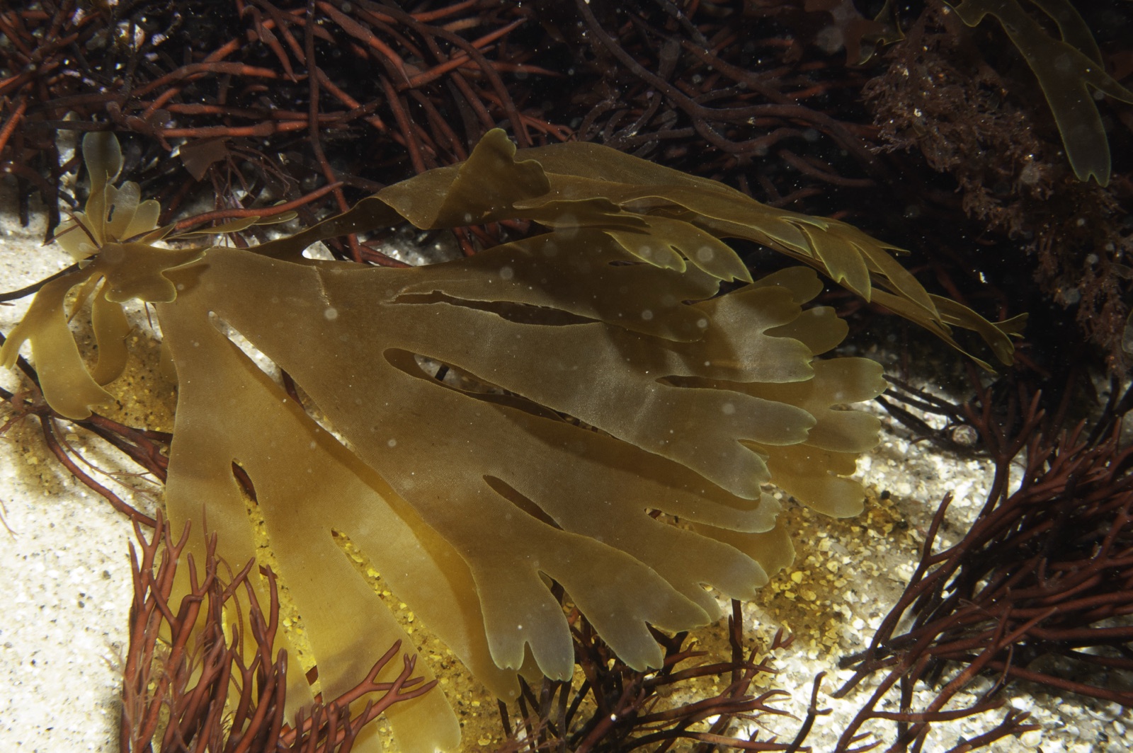 Photo of Forkweed (Dictyota dichotoma)