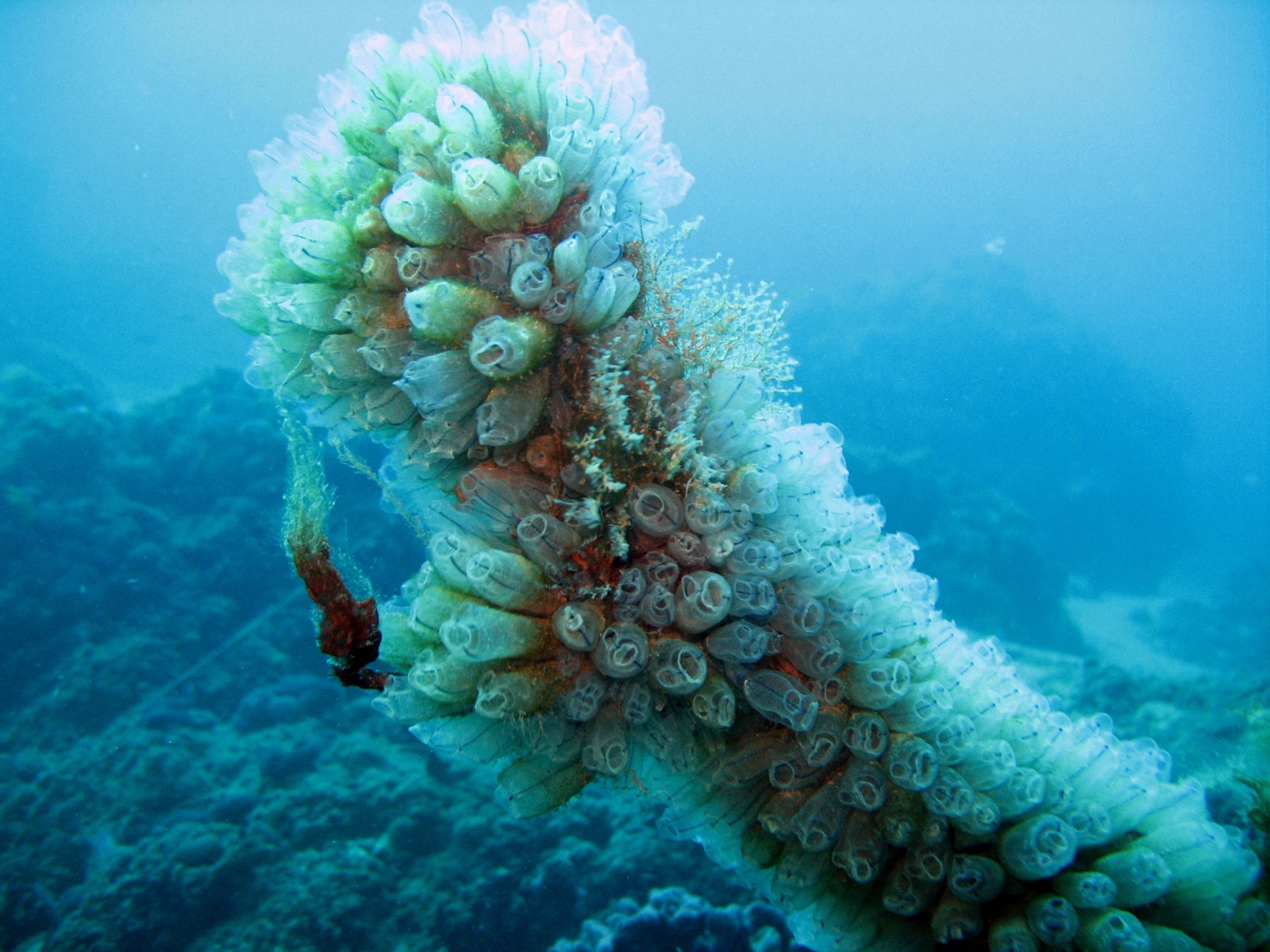 Photo of Purple clavelina (Clavelina dellavallei)