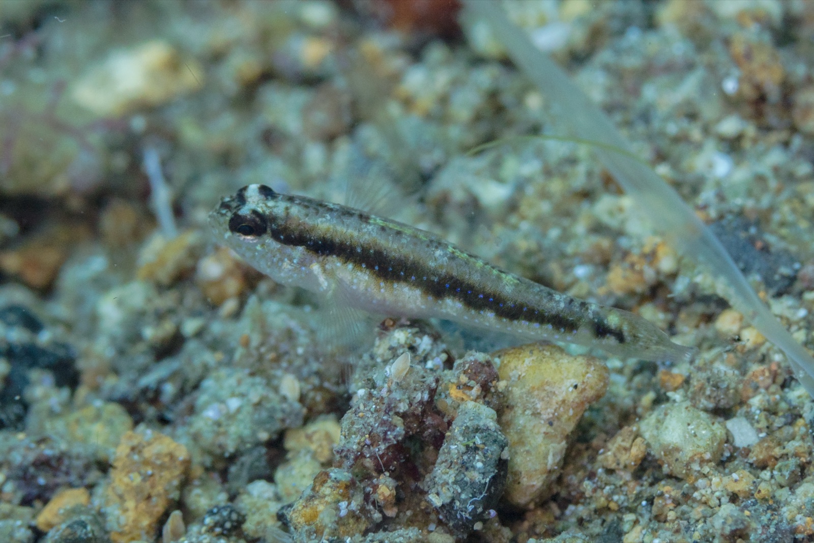 Photo de Gobie raye (Gobius vittatus)