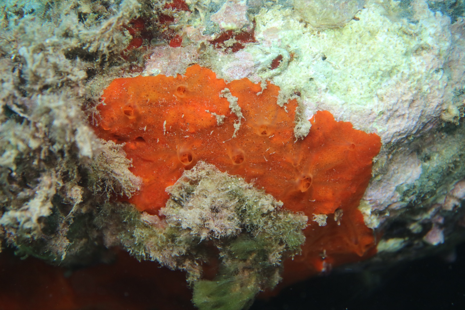 Photo of Red encrusting sponge (Crambe crambe)