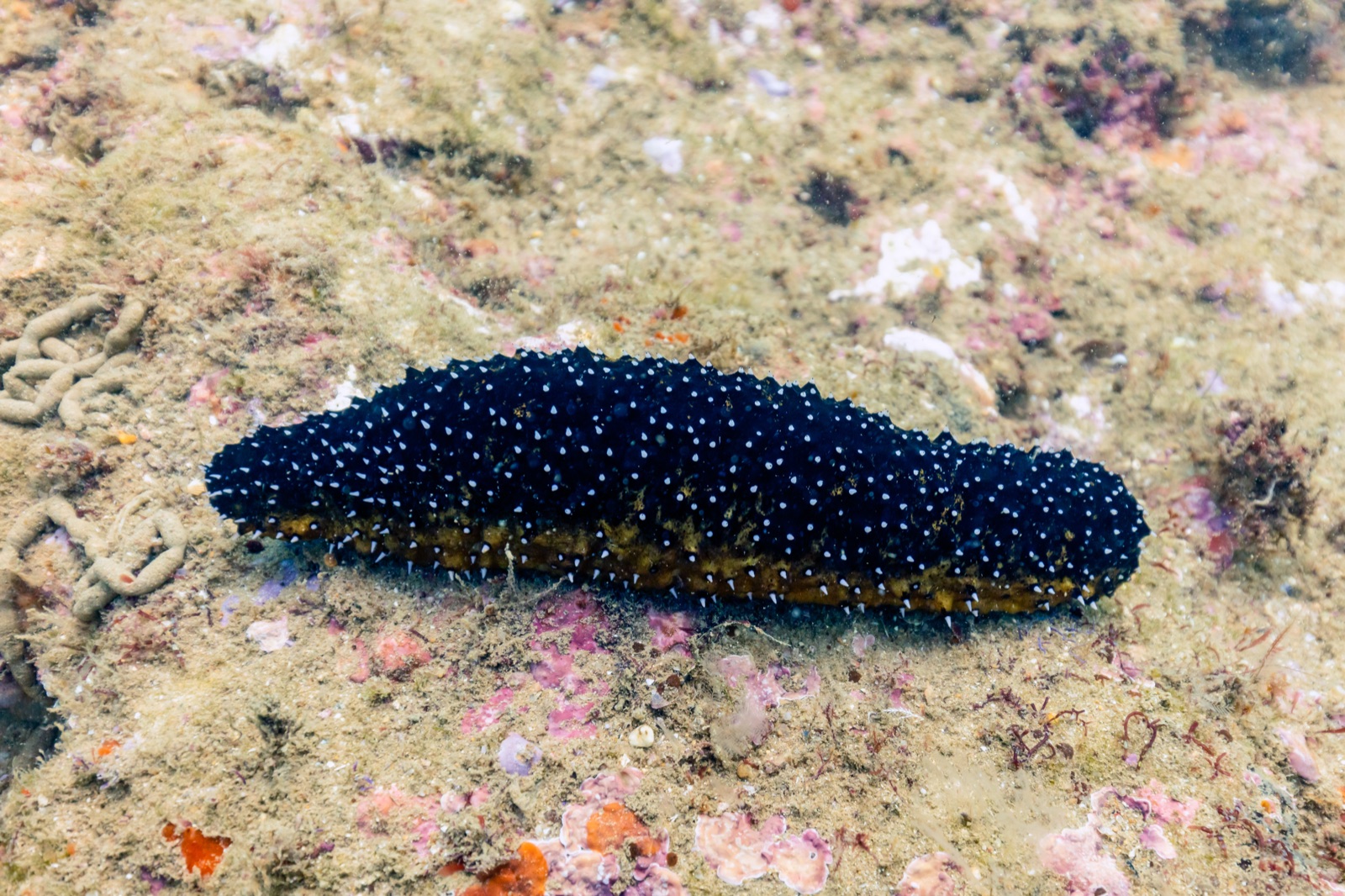 Photo of Cotton-spinner (Holothuria forskali)