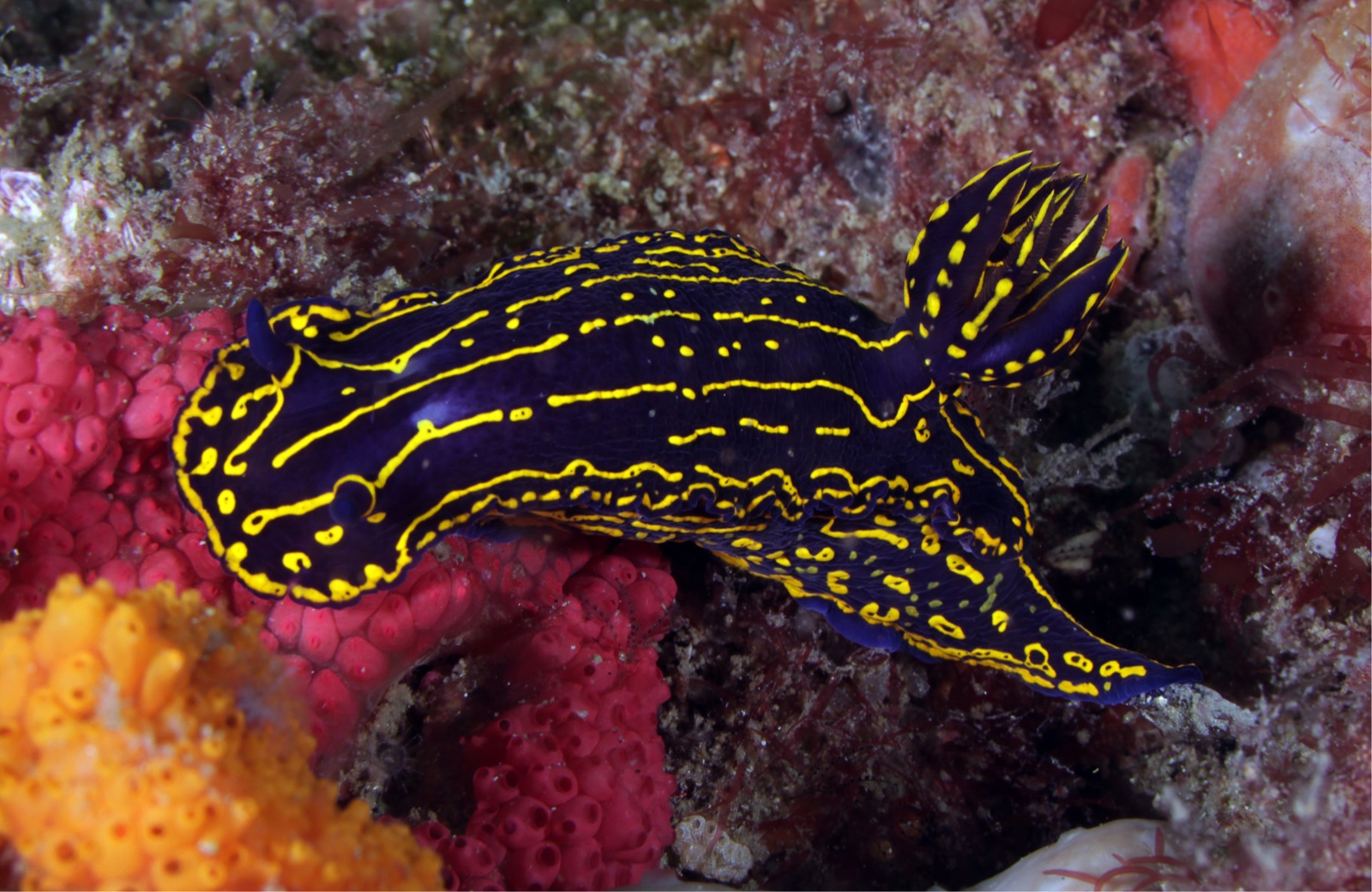 Photo of Painted hypselodoris (Hypselodoris picta)