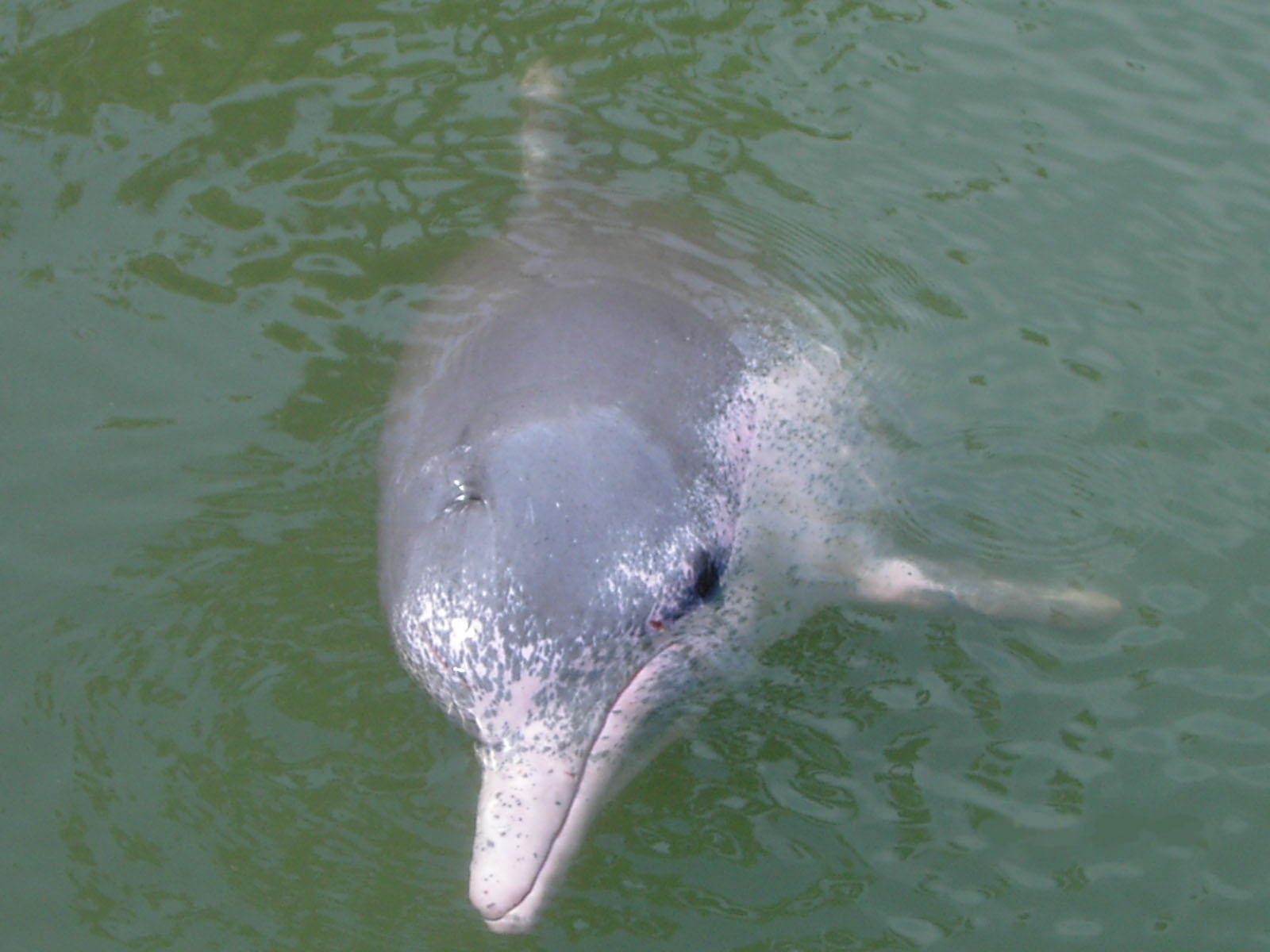 Photo of Indo-Pacific Humpback Dolphin (Sousa chinensis)