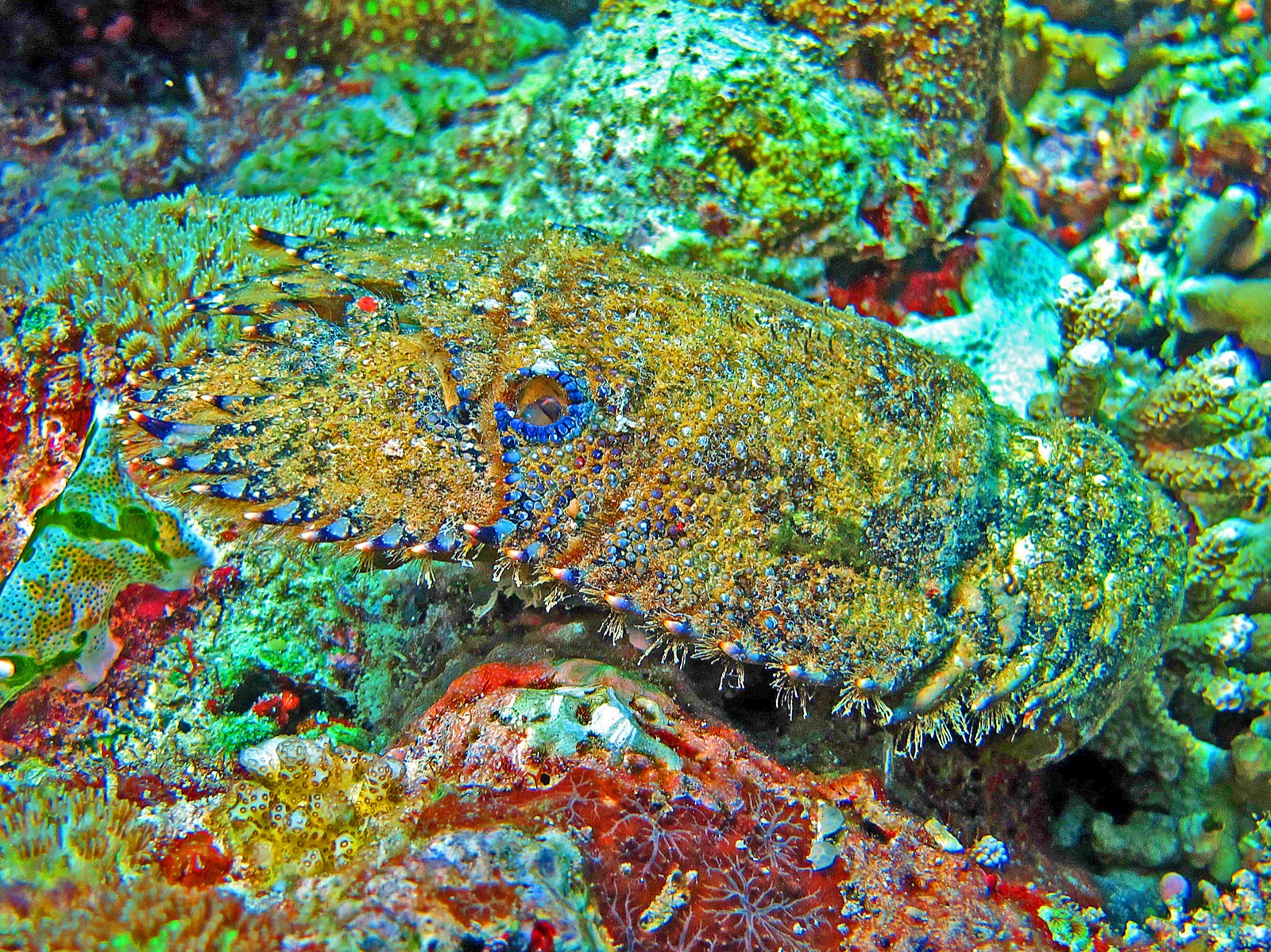 Photo of Antarctic Slipper Lobster (Parribacus antarcticus)