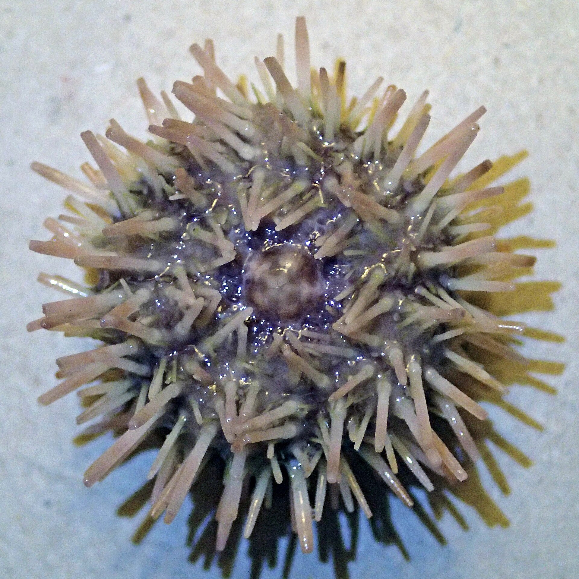 Photo of Green Sea Urchin (Lytechinus variegatus)
