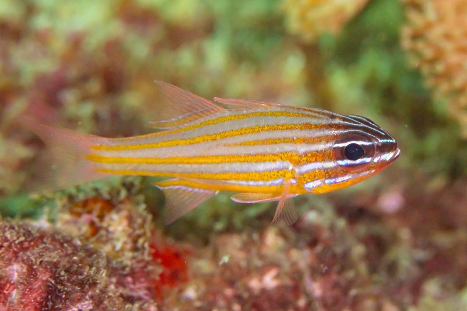 Foto de Cardenal lineas amarillas (Ostorhinchus cyanosoma)