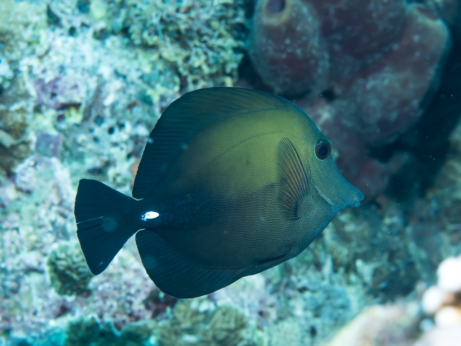 Foto de Pez ángel amarillo (Zebrasoma scopas)