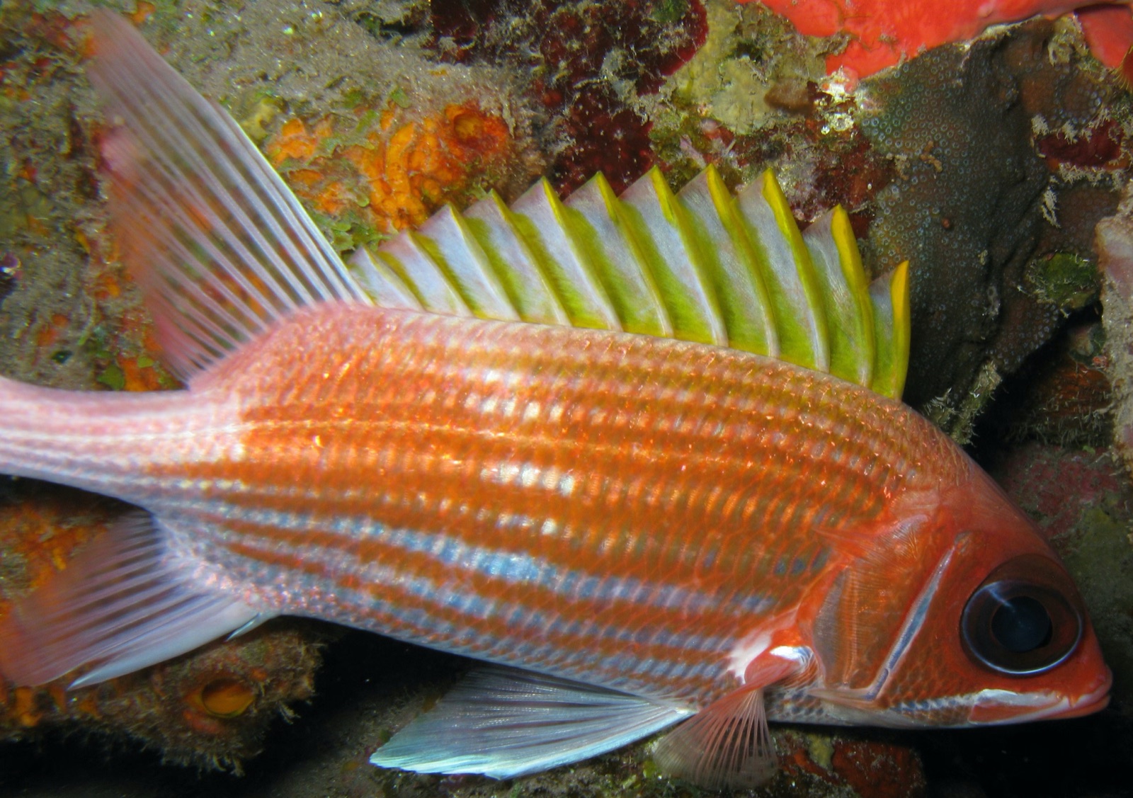 Photo of Squirrelfish (Holocentrus adscensionis)