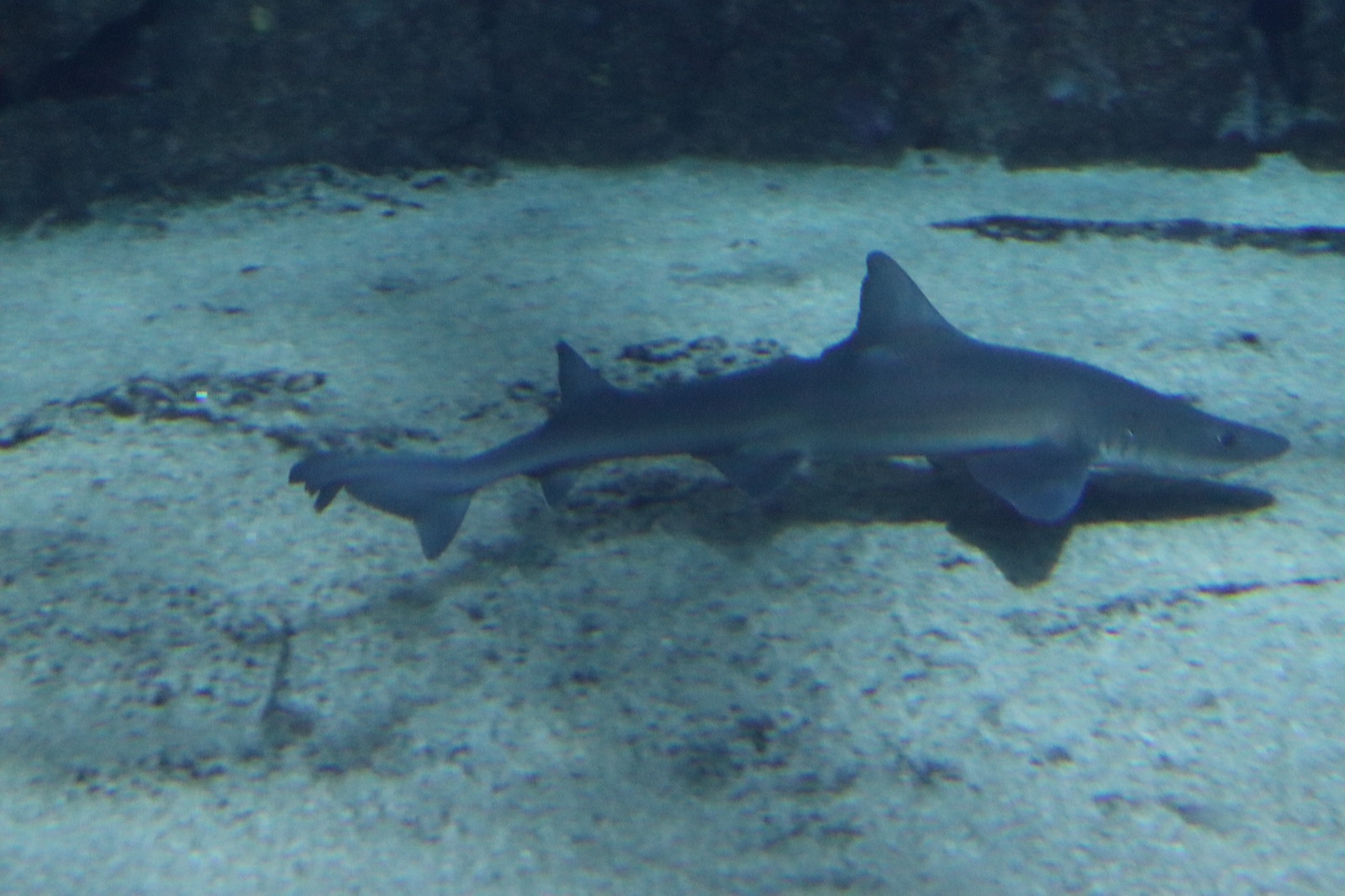 Foto de Musola (Mustelus mustelus)