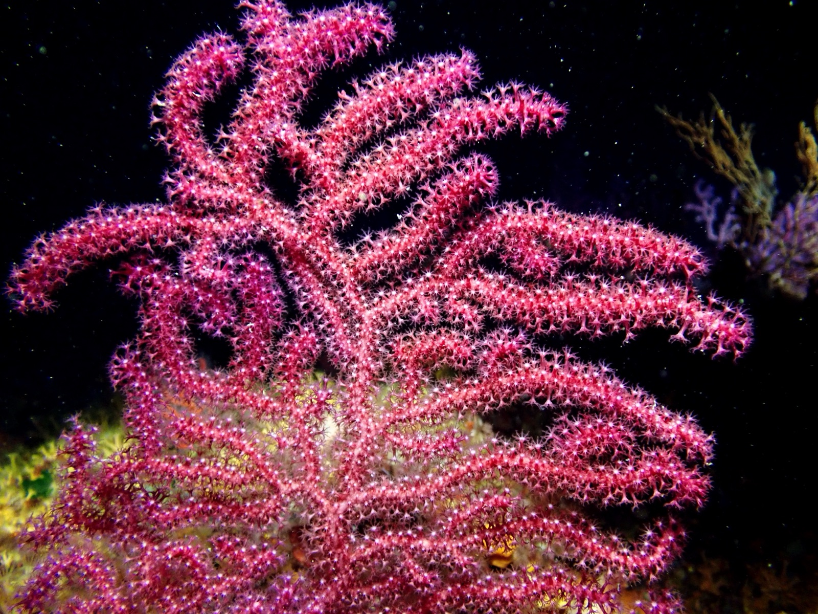 Photo of Red gorgonian (Paramuricea clavata)